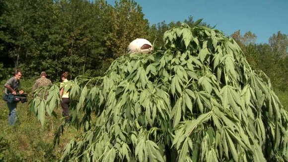 Licenses were awarded to 20 medical marijuana dispensaries in Massachusetts, the first in the state after a voter-approved law went ... Licenses were awarded to 20 medical marijuana dispensaries in Massachusetts, the first in the state after a voter-approved law went ...