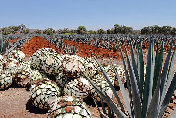 Perhaps no other industry has responded to the greening of consumer preferences quite like beverage producers. From wine to beer ... Perhaps no other industry has responded to the greening of consumer preferences quite like beverage producers. From wine to beer ...
