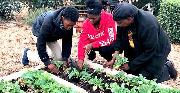 This being the first Sankofa Garden Homes article written during African American History month, I felt it was important to ... This being the first Sankofa Garden Homes article written during African American History month, I felt it was important to ...