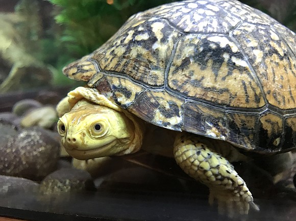 Romeoville - "Turtles Rock," 6:30-7:30 p.m. Thursday, May 23, at Isle a la Cache Museum. Celebrate World Turtle Day by ... Romeoville - "Turtles Rock," 6:30-7:30 p.m. Thursday, May 23, at Isle a la Cache Museum. Celebrate World Turtle Day by ...