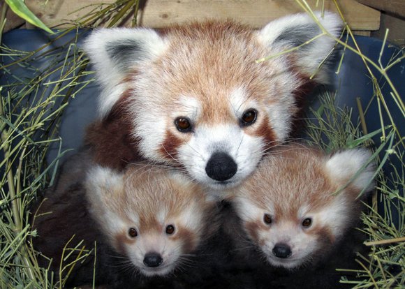 What do NSA leaker Edward Snowden and a red panda at the National Zoo in Washington have in common? Absolutely ... What do NSA leaker Edward Snowden and a red panda at the National Zoo in Washington have in common? Absolutely ...