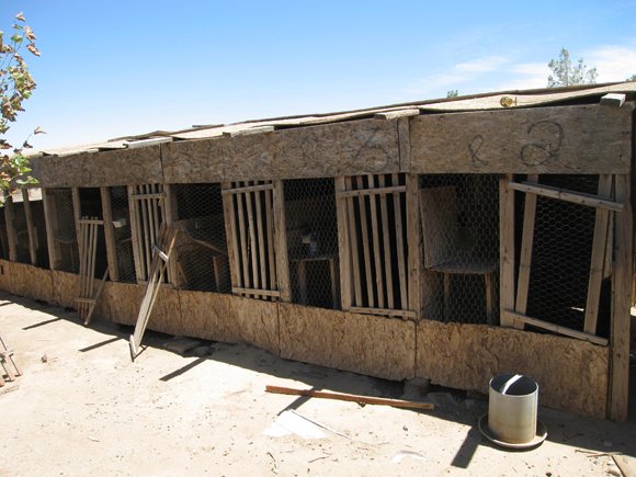 Lancaster cockfighting raid nets handguns, marijuana and roosters.