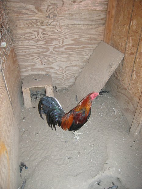 Lancaster cockfighting raid nets handguns, marijuana and roosters.