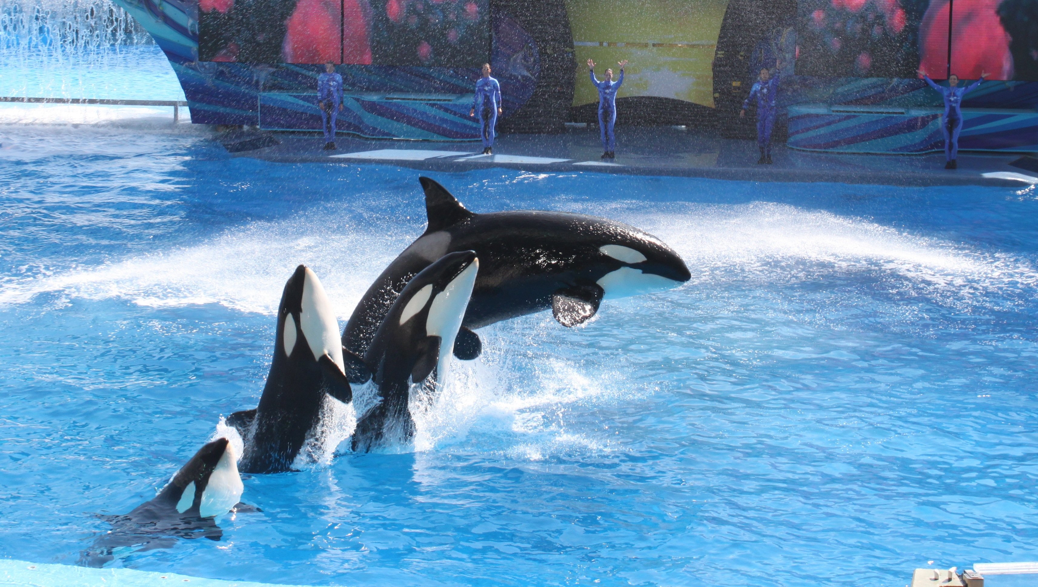 Seaworld Welcomes Last Killer Whale Houston Style Magazine Urban 
