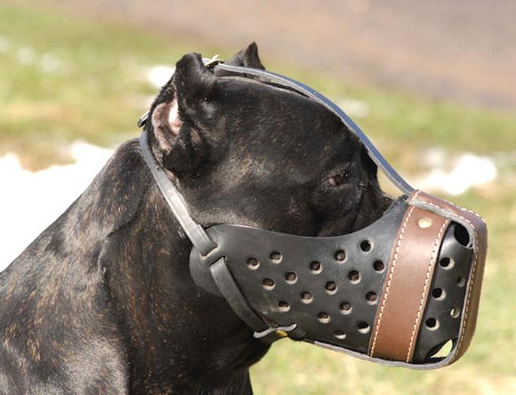 The Board of Supervisors adopted an ordinance today that enables animal control officers to catch dogs that attack farm animals ... The Board of Supervisors adopted an ordinance today that enables animal control officers to catch dogs that attack farm animals ...