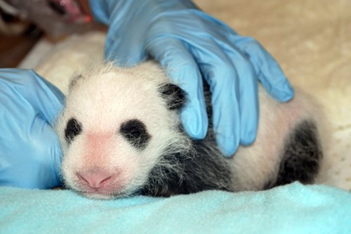 Washington’s newest, furriest power player has been given a clean bill of health, the National Zoo said Tuesday. Washington’s newest, furriest power player has been given a clean bill of health, the National Zoo said Tuesday.