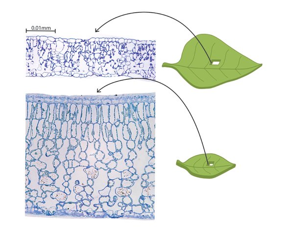 Life scientists from UCLA's College of Letters and Science have discovered fundamental rules of leaf design that underlie plants' ability ... Life scientists from UCLA's College of Letters and Science have discovered fundamental rules of leaf design that underlie plants' ability ...
