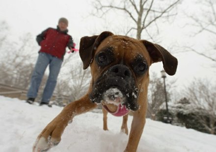 "Scout" enjoyed watching children sleigh at Meridian Hill Park in Northwest on Monday, March 3, after a massive snowstorm hit the region.