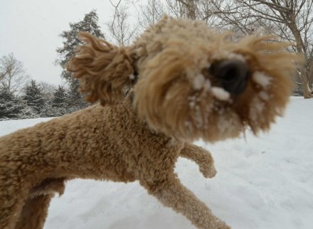 "Apollo" romps through Meridian Hill Park in Northwest on Monday, March 3, after a massive snowstorm hit the region.