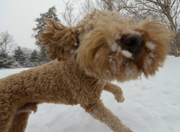 "Apollo" romps through Meridian Hill Park in Northwest on Monday, March 3, after a massive snowstorm hit the region.