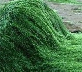 Chlorella seems to be the new health craze nowadays. Is all of the buzz about this simple algae plant worth ... Chlorella seems to be the new health craze nowadays. Is all of the buzz about this simple algae plant worth ...