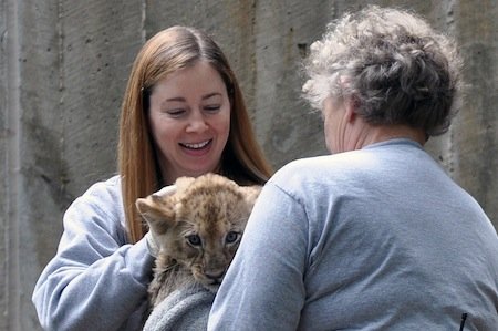 Four African lion cubs took a brisk paddle at the Smithsonian’s National Zoo Tuesday and passed their swim reliability test. Four African lion cubs took a brisk paddle at the Smithsonian’s National Zoo Tuesday and passed their swim reliability test.