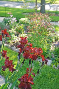 Spring is here and the garden centers are filled with beautiful plants. Spring is here and the garden centers are filled with beautiful plants.
