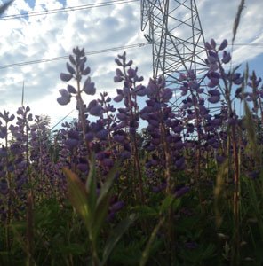 In celebration of National Endangered Species Day, Baltimore Gas and Electric Company (BGE) announced that the company continues to celebrate ... In celebration of National Endangered Species Day, Baltimore Gas and Electric Company (BGE) announced that the company continues to celebrate ...