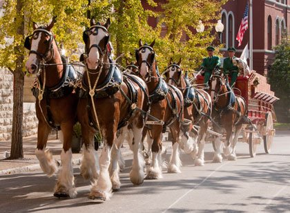 Celebrate the opening weekend of the Waterfront Partnership Ice Rink with a parade featuring the world renowned Budweiser Clydesdale Horses ... Celebrate the opening weekend of the Waterfront Partnership Ice Rink with a parade featuring the world renowned Budweiser Clydesdale Horses ...
