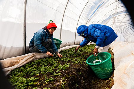With colder temperatures and wintry weather on the horizon, officials from the nonprofit Civic Works’ Real Food Farm program say ... With colder temperatures and wintry weather on the horizon, officials from the nonprofit Civic Works’ Real Food Farm program say ...