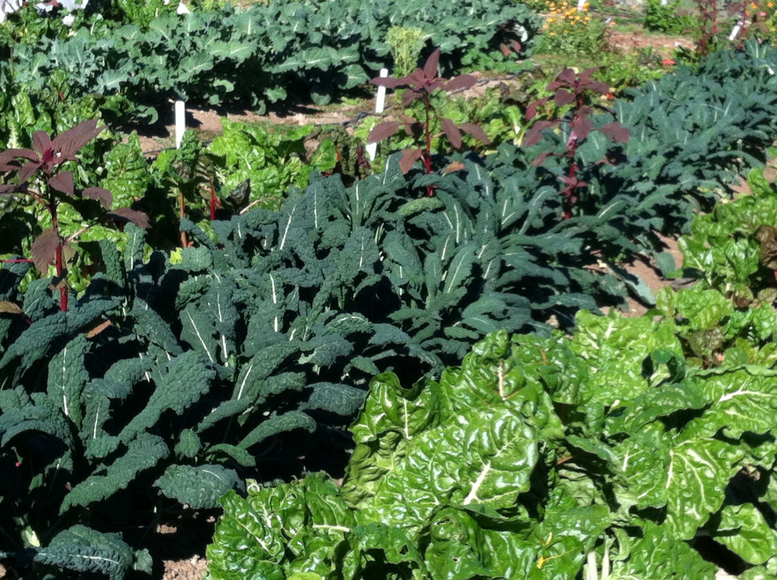 Edible Garden Ideas plan your edible garden unusual design edible garden plants modest decoration growing edible flowers top 10 plants with flowers 5000 Grants To Fund New Romeo High Edible Garden The Times Weekly Community Newspaper In Chicagoland Metropolitan Area Edible Garden Ideas landscaping landscaping ideas for front yard edible gardens 5000 Grants To Fund New Romeo High Edible Garden The Times Weekly Community Newspaper In Chicagoland Metropolitan Area