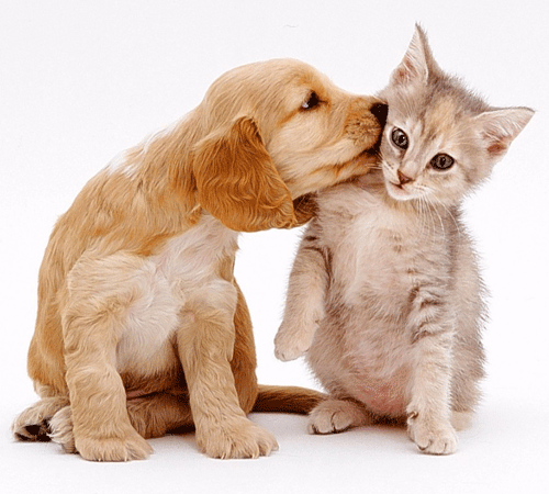 The procedure must be done during the month of February and will cover up to two animals per household. The procedure must be done during the month of February and will cover up to two animals per household.