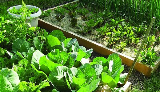 Planting a garden from scratch can sound like a daunting task, especially for those who are new to the hobby. ... Planting a garden from scratch can sound like a daunting task, especially for those who are new to the hobby. ...