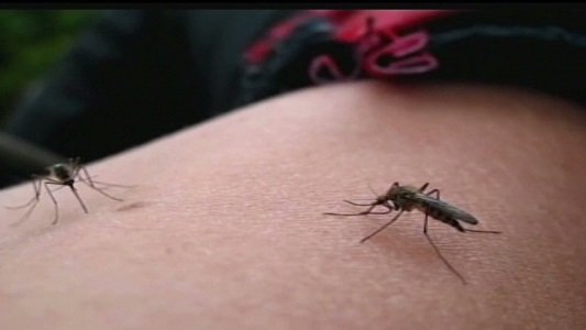 With the exception of maybe a mosquito's mother, the world is unified in its hatred of the little buggers. But ... With the exception of maybe a mosquito's mother, the world is unified in its hatred of the little buggers. But ...