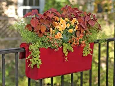 Brighten up your patio, deck or front entrance with containers. They’re an excellent way to add color, fragrance and beauty ... Brighten up your patio, deck or front entrance with containers. They’re an excellent way to add color, fragrance and beauty ...