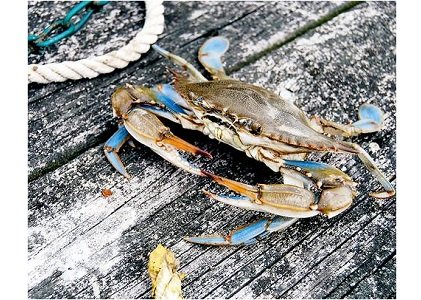 The Maryland Department of Natural Resources recently released the 2015 Blue Crab Winter Dredge Survey results, which showed the abundance ... The Maryland Department of Natural Resources recently released the 2015 Blue Crab Winter Dredge Survey results, which showed the abundance ...