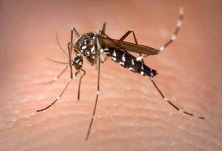 The Zika virus is causing devastating birth defects in countries with outbreaks of the virus. It also causes bad pregnancy ... The Zika virus is causing devastating birth defects in countries with outbreaks of the virus. It also causes bad pregnancy ...