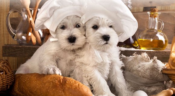Homemade Meals Provide A Special Treat For Pets, Says Host Of Doggy Cooking Network Homemade Meals Provide A Special Treat For Pets, Says Host Of Doggy Cooking Network