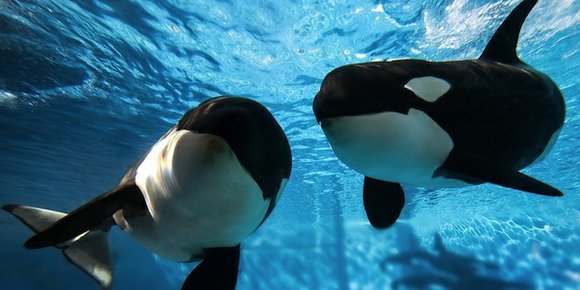 The killer whales currently in SeaWorld's care will be the last generation of the mammals enclosed at the water parks, ... The killer whales currently in SeaWorld's care will be the last generation of the mammals enclosed at the water parks, ...