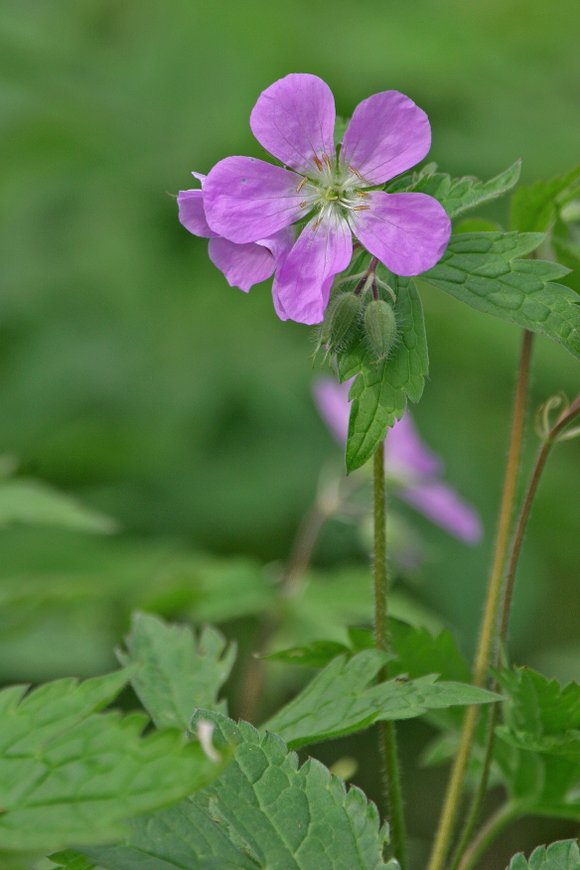 Enjoy gifts from Mother Nature and the Forest Preserve District of Will County during Mother’s Day programs in Monee and ... Enjoy gifts from Mother Nature and the Forest Preserve District of Will County during Mother’s Day programs in Monee and ...