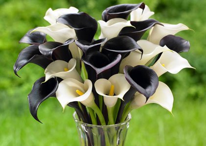 Keeping your garden looking its best throughout the growing season and into fall is possible with the help of low ... Keeping your garden looking its best throughout the growing season and into fall is possible with the help of low ...