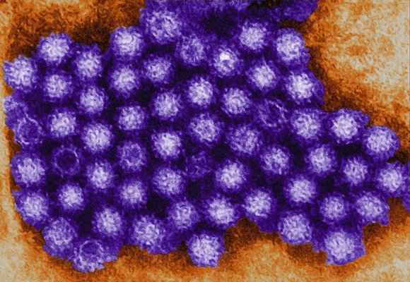 More than 200 passengers on a British cruise ship have fallen ill with the gastrointestinal condition norovirus, the CDC reported. More than 200 passengers on a British cruise ship have fallen ill with the gastrointestinal condition norovirus, the CDC reported.