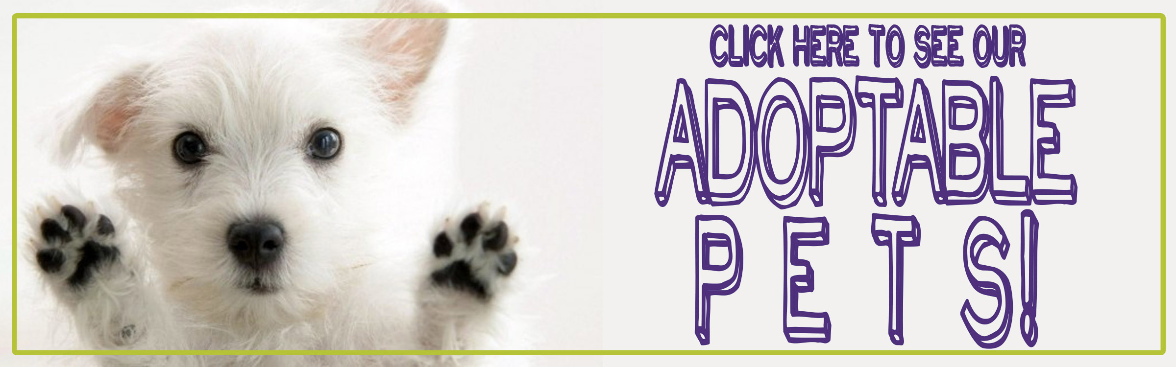 Where To Donate Cat Food Near Me