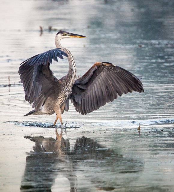 A photo by Alan Keahey of Naperville of a great blue heron is the July winner in the Forest Preserve ... A photo by Alan Keahey of Naperville of a great blue heron is the July winner in the Forest Preserve ...