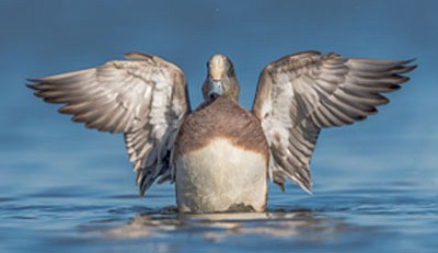 Top entries chosen from a record number of submissions— about 1500 photographs were submitted by 295 photographers in this year’s ... Top entries chosen from a record number of submissions— about 1500 photographs were submitted by 295 photographers in this year’s ...