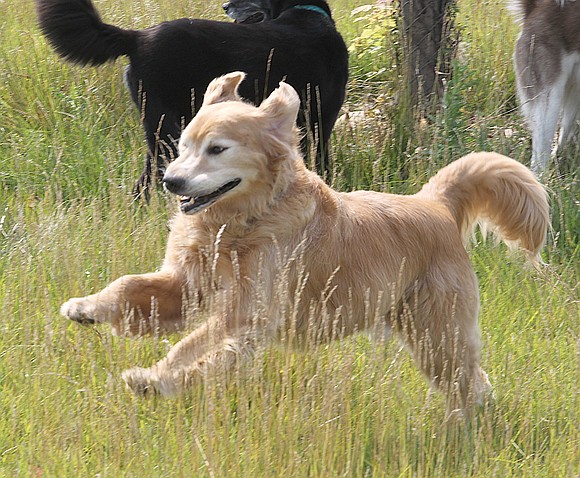 Veterans and active-duty military will pay less for Forest Preserve District of Will County dog park permits in 2018 thanks ... Veterans and active-duty military will pay less for Forest Preserve District of Will County dog park permits in 2018 thanks ...