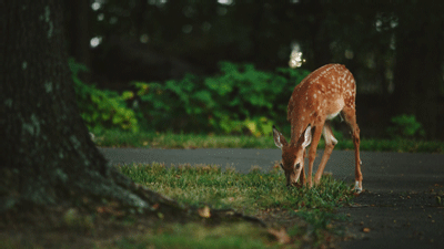 Each year during the spring and summer months, the Maryland Department of Health (MDH) and the Maryland Department of Natural ... Each year during the spring and summer months, the Maryland Department of Health (MDH) and the Maryland Department of Natural ...