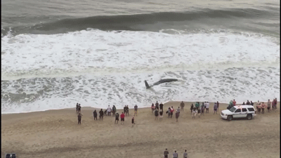A young whale stranded early Sunday morning on the shore of Ocean City, Maryland, has died, the state Department of ... A young whale stranded early Sunday morning on the shore of Ocean City, Maryland, has died, the state Department of ...