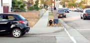 Swat and police are waiting on people to come out of the house, when a guy pulls up to record the scene. His dog runs out the car while the cops shoot in defense.