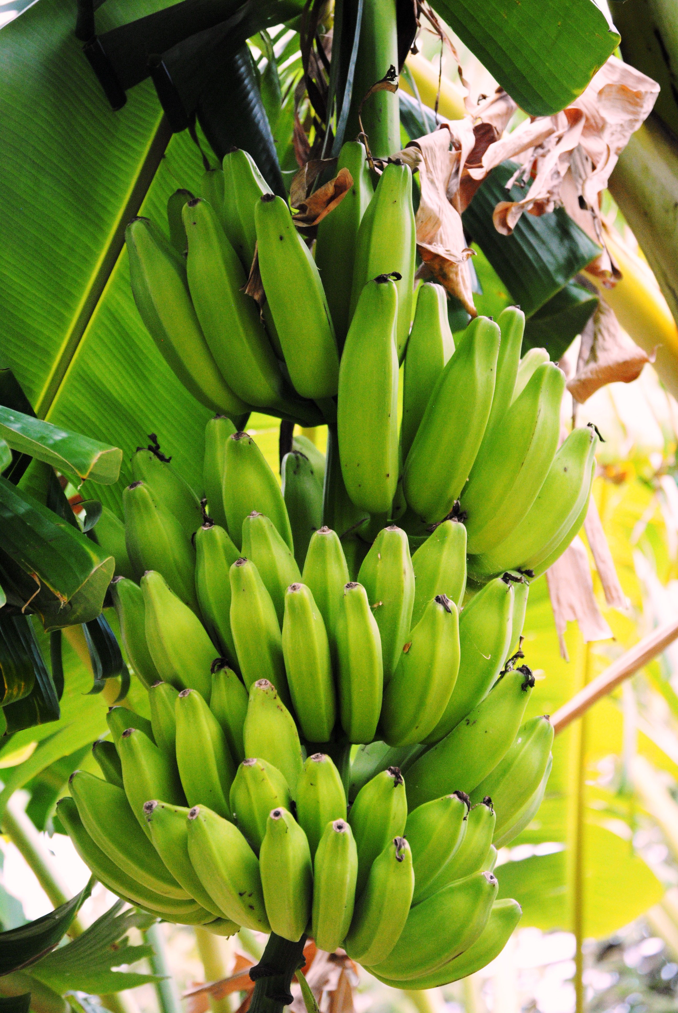 My banana day in Panama. Fresh and totally organic bananas from Rain  Forest. — Steemit