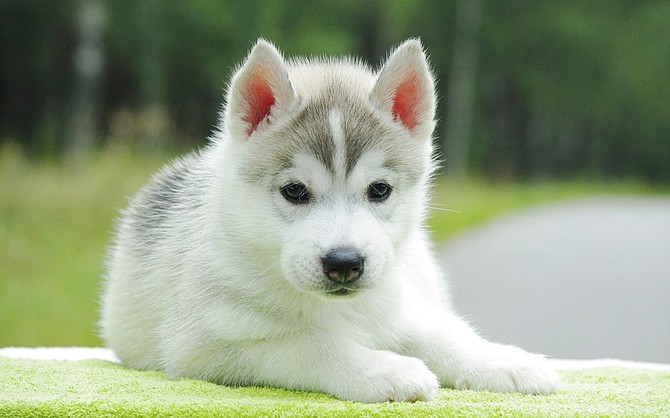 Many pet stores do not disclose the true origins of the animals they obtain from commercial breeding operations. The animals are often produced in unhealthy or inhumane environments that could result in heartache or large veterinary bills for unsuspecting buyers. Responsible breeders usually want to meet their buyers in person to ensure their puppies or kittens find a good home and that pet owners’ questions about the animals can be fully answered.