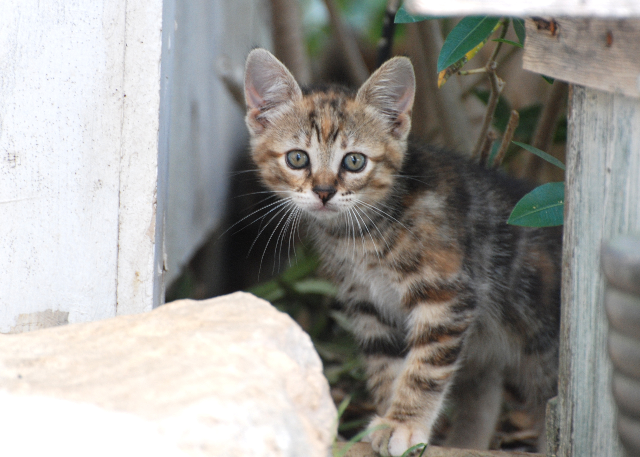 Pets: Feral Cats | The Times Weekly | Community Newspaper ...