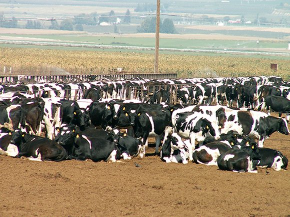Dear EarthTalk: How is it that antibiotics are being “overused,” as I’ve read, and what are the potential consequences? Dear EarthTalk: How is it that antibiotics are being “overused,” as I’ve read, and what are the potential consequences?