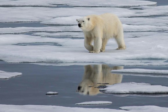 Dear EarthTalk: Why is the Arctic such a crucial area to focus on in efforts to stem global warming? Dear EarthTalk: Why is the Arctic such a crucial area to focus on in efforts to stem global warming?