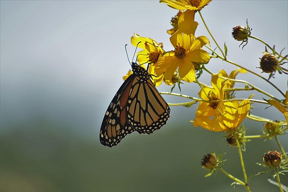 The U.S. Department of Agriculture estimates that crops dependent on pollination are worth more than $10 billion per year. Of ... The U.S. Department of Agriculture estimates that crops dependent on pollination are worth more than $10 billion per year. Of ...