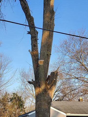 URBANA, Ill. — Trees are large components in the landscape, both in size and life span. When pests, pathogens, or ... URBANA, Ill. — Trees are large components in the landscape, both in size and life span. When pests, pathogens, or ...