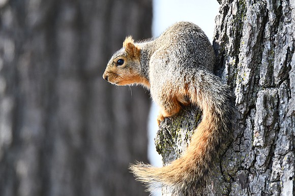 Help clean a preserve, take a hike or learn about the underappreciated animals you can see out your window during ... Help clean a preserve, take a hike or learn about the underappreciated animals you can see out your window during ...