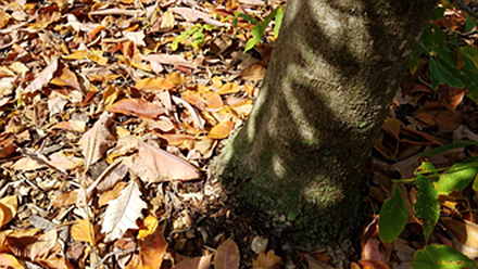 Urbana, Ill. – Every fall, an onslaught of leaves drop relentlessly into yards leaving homeowners to rake, bag, and haul ... Urbana, Ill. – Every fall, an onslaught of leaves drop relentlessly into yards leaving homeowners to rake, bag, and haul ...