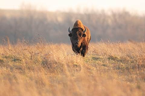 TTW News Wire The America’s National Mammal with Midewin National Tallgrass Prairie and partners celebrate on National Bison Day: Look ... TTW News Wire The America’s National Mammal with Midewin National Tallgrass Prairie and partners celebrate on National Bison Day: Look ...