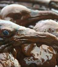 Brown pelicans along the coast of Louisiana were found covered in oil on Thursday, June 3, 2010.